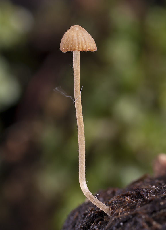 Psathyrella tenuicula